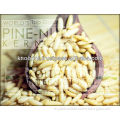 Pine Nuts Kernels